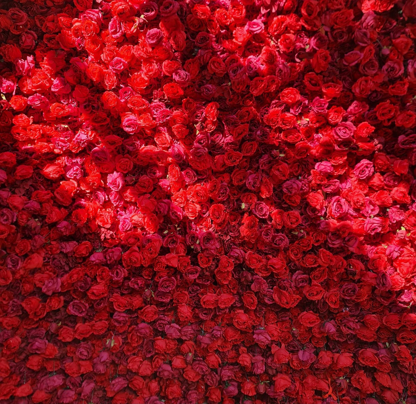 Luxury Red Rose Flower Wall 2.4m x 2.4m