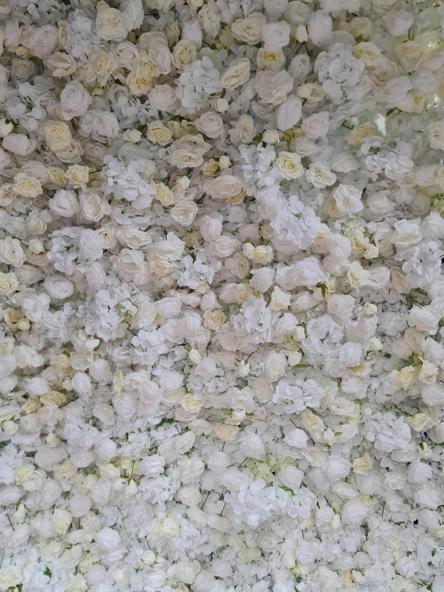 White & Off-White Flower Wall | 4.8m x 2.4m Elegant Backdrop Hire